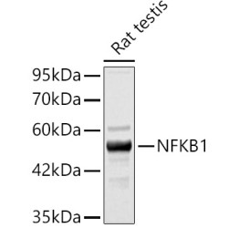NFKB1 Rabbit pAb