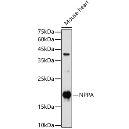 NPPA Rabbit pAb
