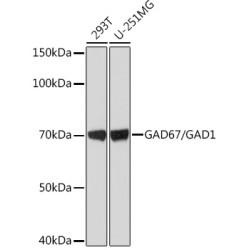 GAD67/GAD1 Rabbit mAb