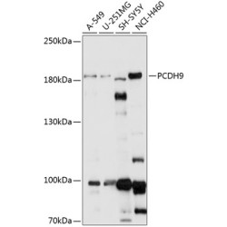 PCDH9 Rabbit pAb