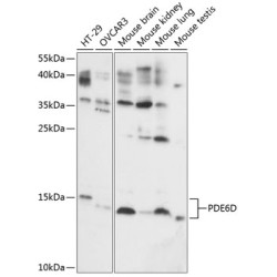 PDE6D Rabbit pAb