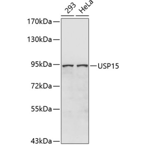 USP15 Rabbit pAb
