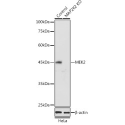 [KO Validated] MEK2 Rabbit pAb