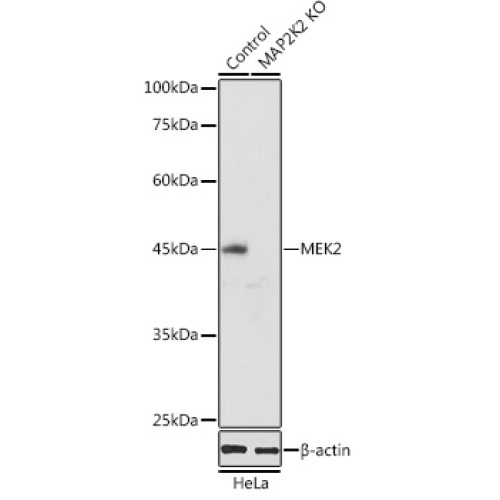 [KO Validated] MEK2 Rabbit pAb