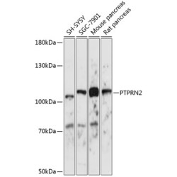 PTPRN2 Rabbit pAb