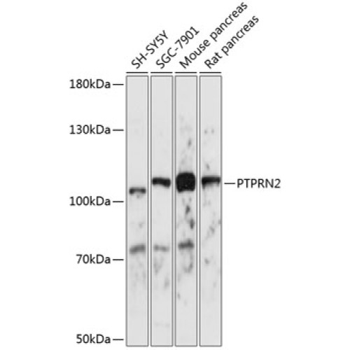 PTPRN2 Rabbit pAb
