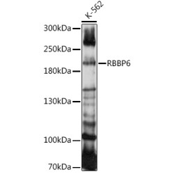 RBBP6 Rabbit pAb