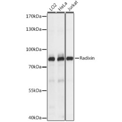 Radixin Rabbit pAb