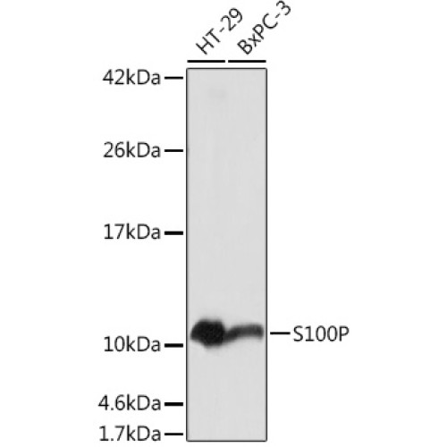 S100P Rabbit pAb