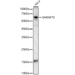 SNRNP70 Rabbit pAb