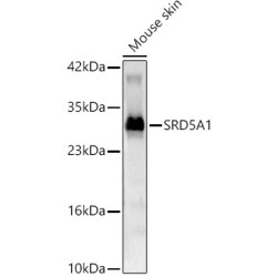 SRD5A1 Rabbit pAb