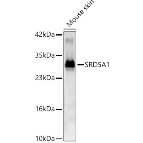SRD5A1 Rabbit pAb
