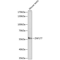 ZNF177 Rabbit pAb