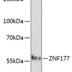 ZNF177 Rabbit pAb