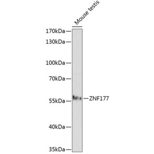 ZNF177 Rabbit pAb