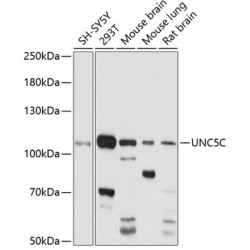 UNC5C Rabbit pAb