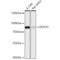 DDX3Y Rabbit pAb