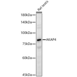 AKAP4 Rabbit pAb