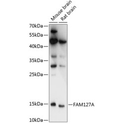 FAM127A Rabbit pAb