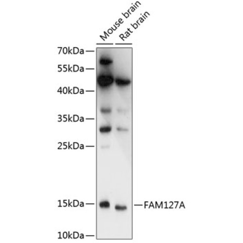 FAM127A Rabbit pAb