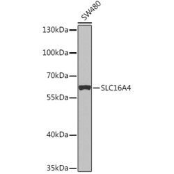 SLC16A4 Rabbit pAb