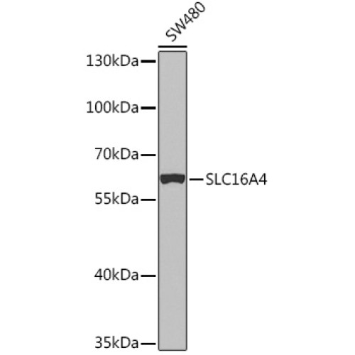 SLC16A4 Rabbit pAb
