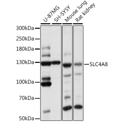 SLC4A8 Rabbit pAb