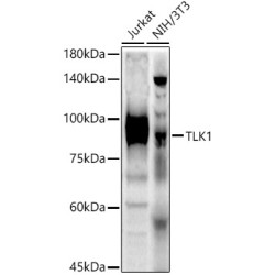 TLK1 Rabbit pAb