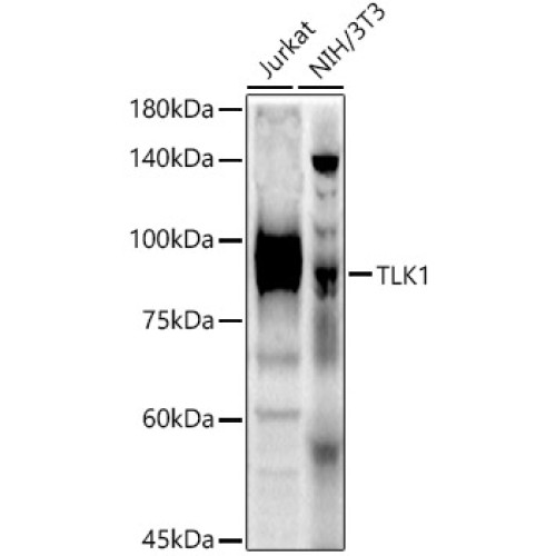 TLK1 Rabbit pAb