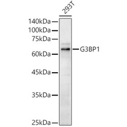 G3BP1 Rabbit pAb
