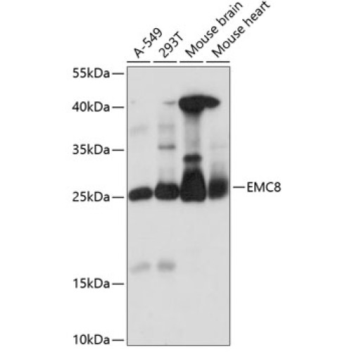 EMC8 Rabbit pAb