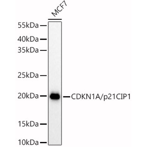CDKN1A/p21CIP1 Rabbit pAb