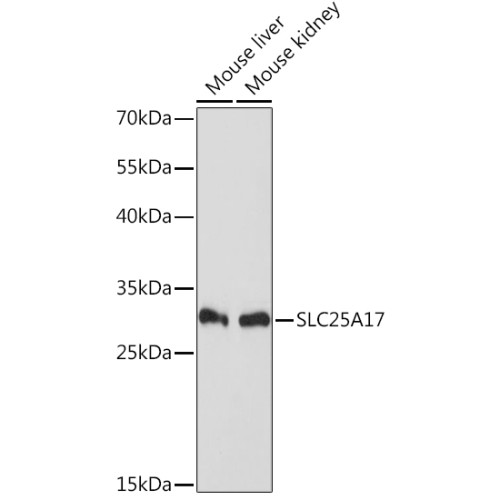 SLC25A17 Rabbit pAb