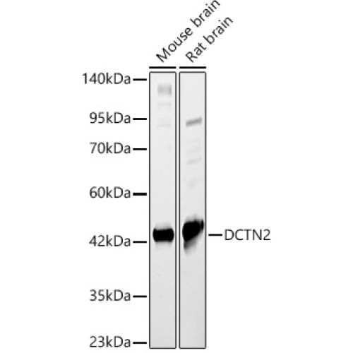 DCTN2 Rabbit pAb