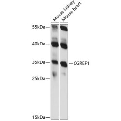 CGREF1 Rabbit pAb