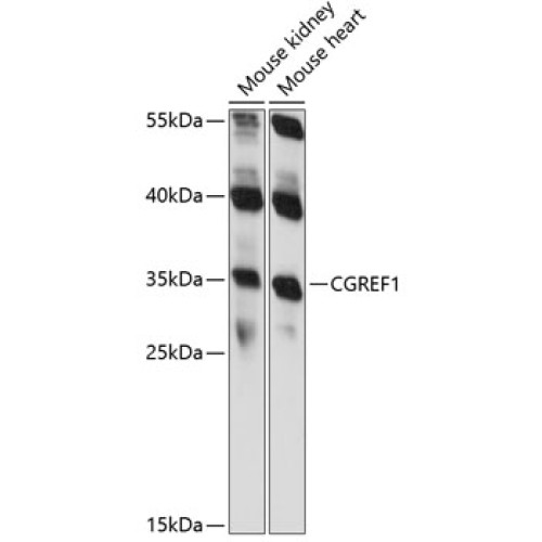 CGREF1 Rabbit pAb