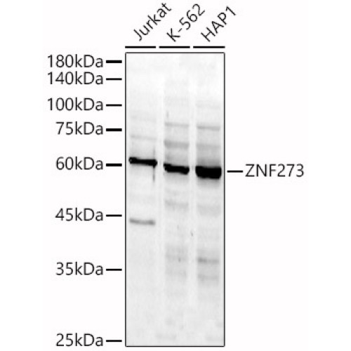 ZNF273 Rabbit pAb