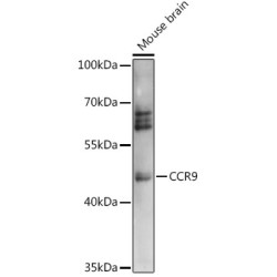 CCR9 Rabbit pAb