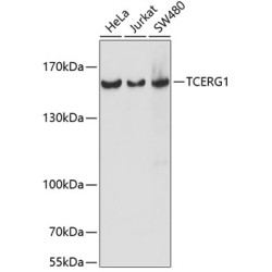 TCERG1 Rabbit pAb