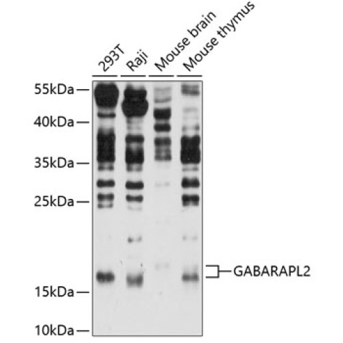 GABARAPL2 Rabbit pAb