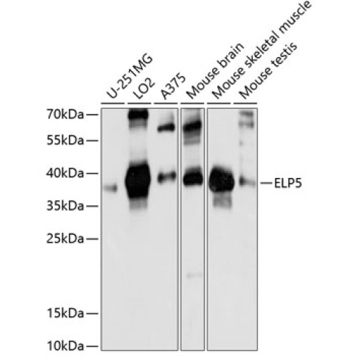 ELP5 Rabbit pAb