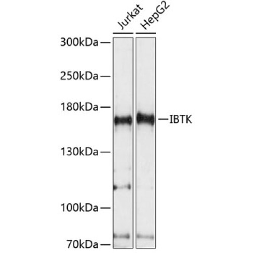 IBTK Rabbit pAb
