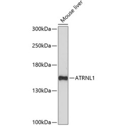 ATRNL1 Rabbit pAb