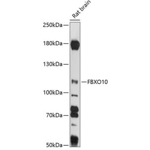 FBXO10 Rabbit pAb