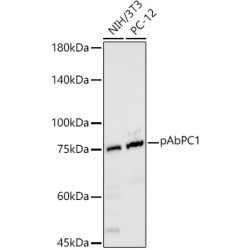 pAbPC1 Rabbit pAb