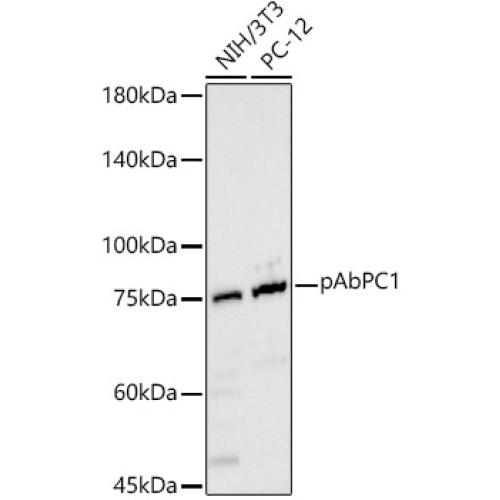 pAbPC1 Rabbit pAb
