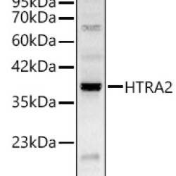 HTRA2 Rabbit pAb