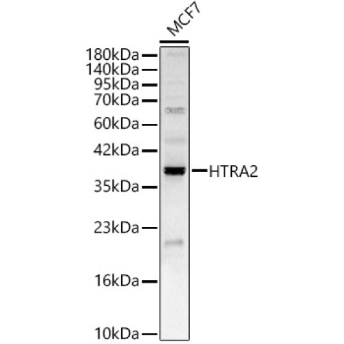 HTRA2 Rabbit pAb