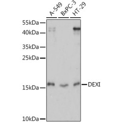 DEXI Rabbit pAb