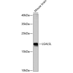 LGALSL Rabbit pAb